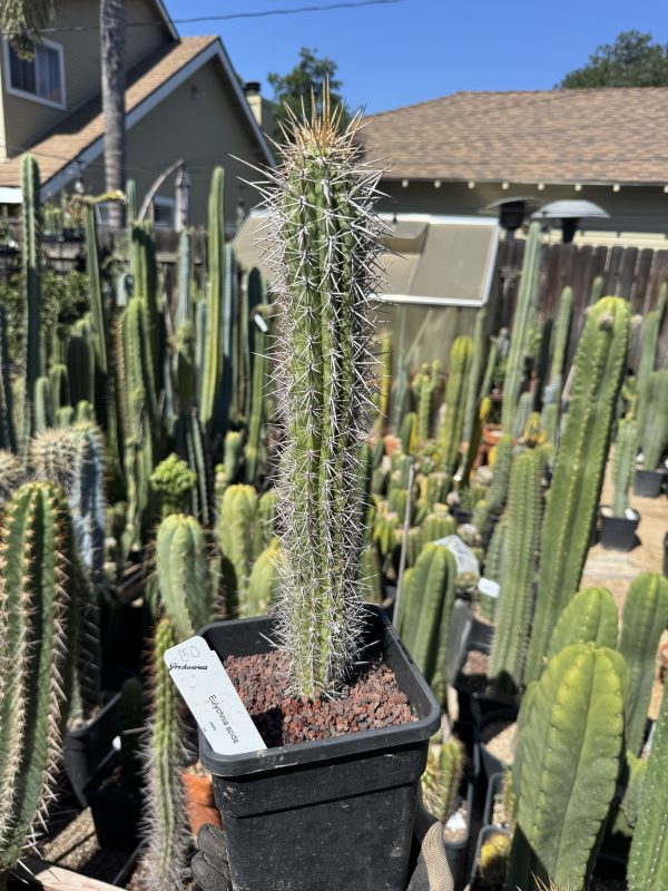 Eulychnia acida