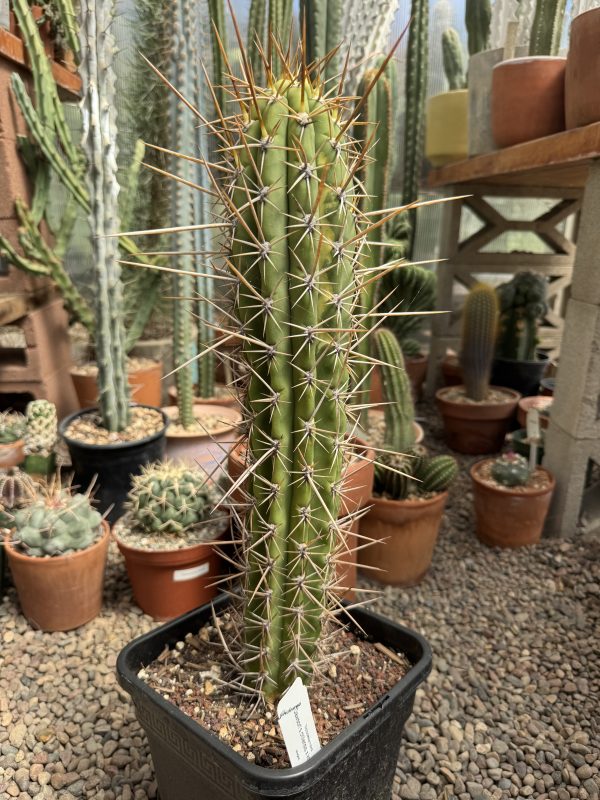 Variegated Dawson's chiloensis x knuthianus - Image 4
