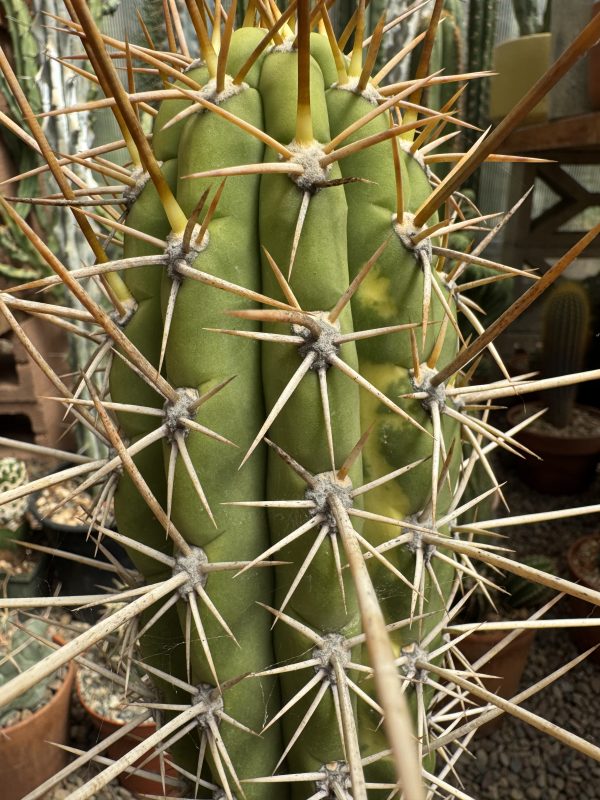 Variegated Dawson's chiloensis x knuthianus