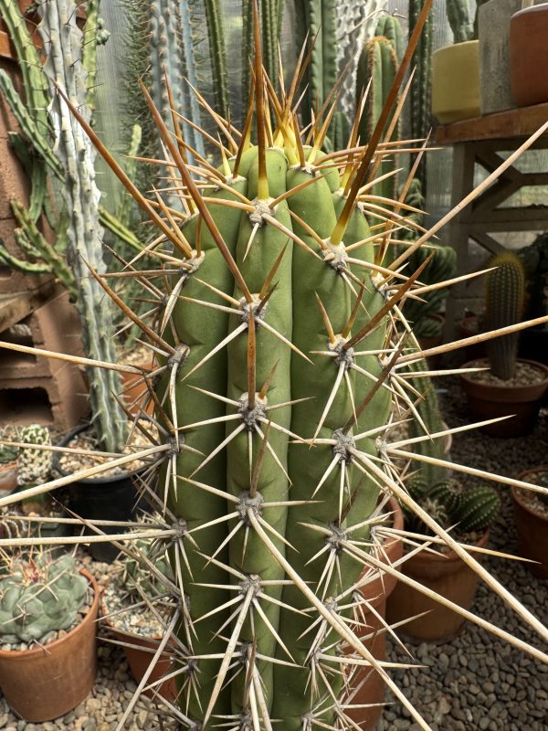 Variegated Dawson's chiloensis x knuthianus - Image 2