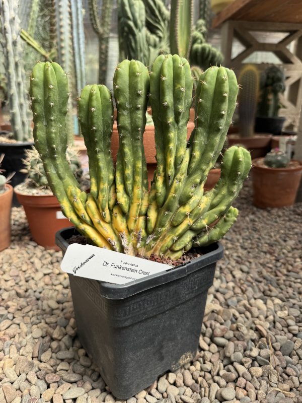 Variegated Dr. Funkenstein cristata