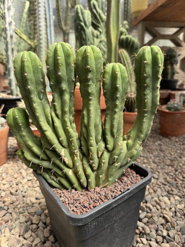 Variegated Dr. Funkenstein cristata - Image 3