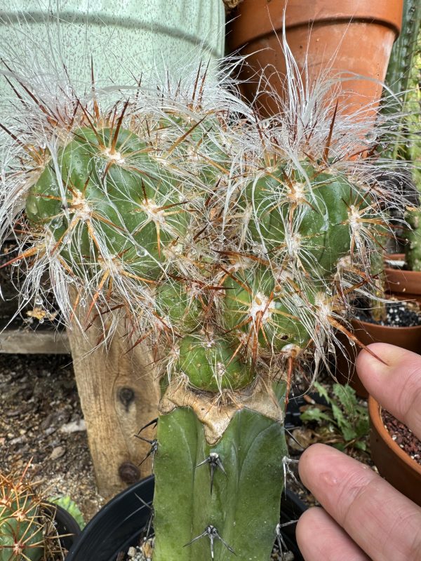 Oreocereus celsianus stacker graft - Image 2