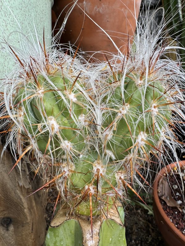 Oreocereus celsianus stacker graft - Image 3