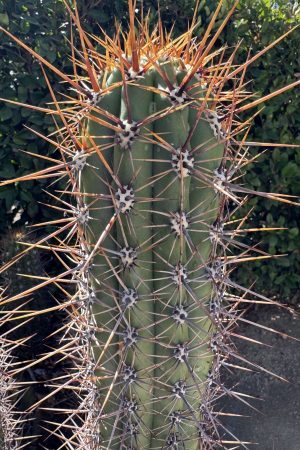 T. taquimbalensis