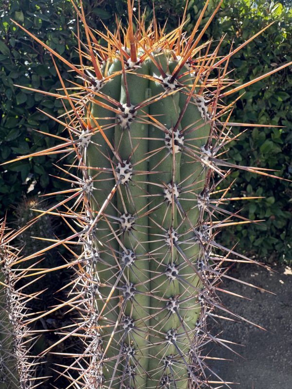 T. taquimbalensis