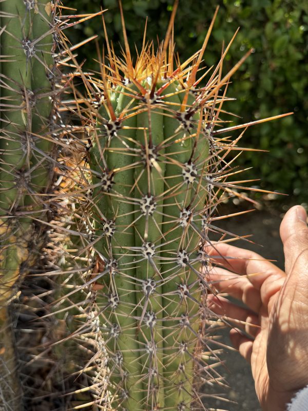 T. taquimbalensis - Image 3