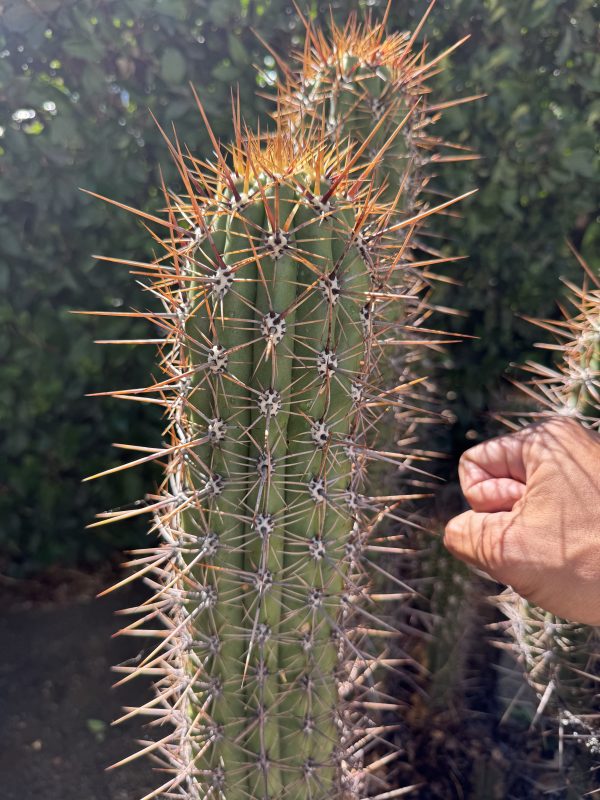 T. taquimbalensis - Image 4