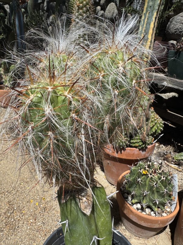Oreocereus celsianus stacker graft - Image 5
