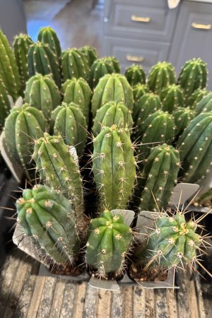 5 ct 4inch Variety Pack A
