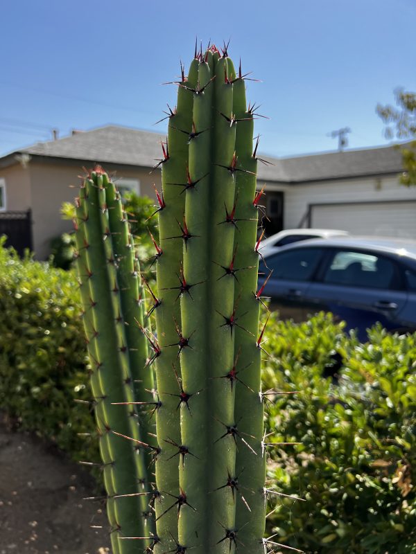 Cereus validus - Image 3