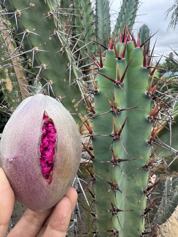 Cereus validus - Image 5