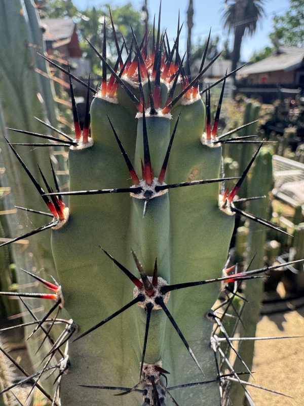 C huntingtonianus x validus