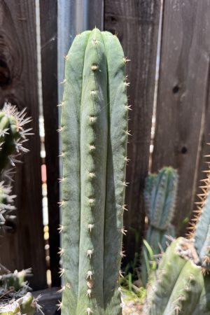 Huaraziño