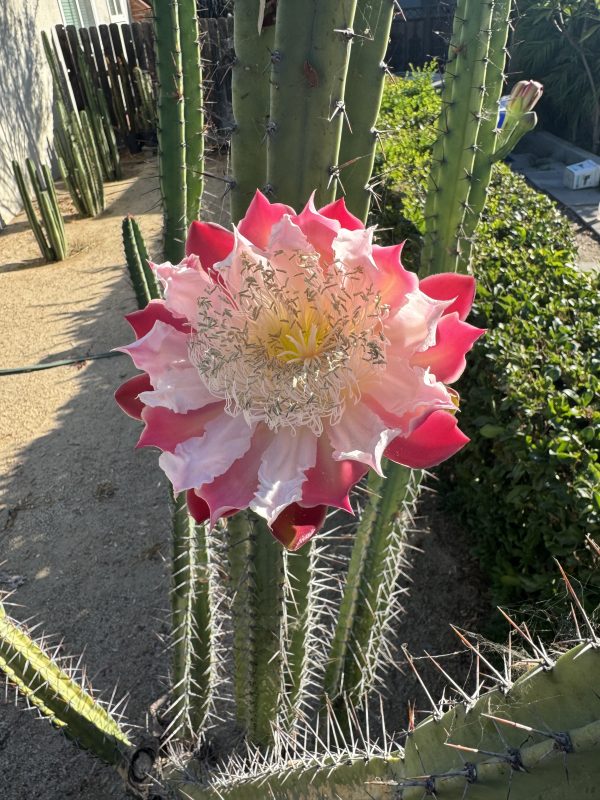 Cereus validus - Image 2