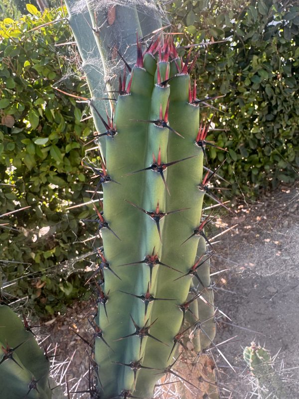 Cereus validus - Image 4