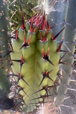 Cereus validus