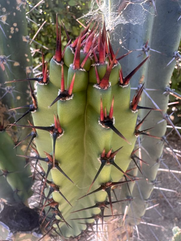 Cereus validus