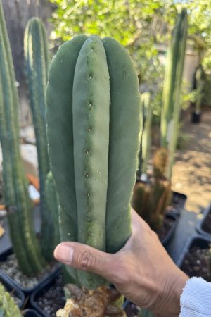 Vege patch x hulk scop