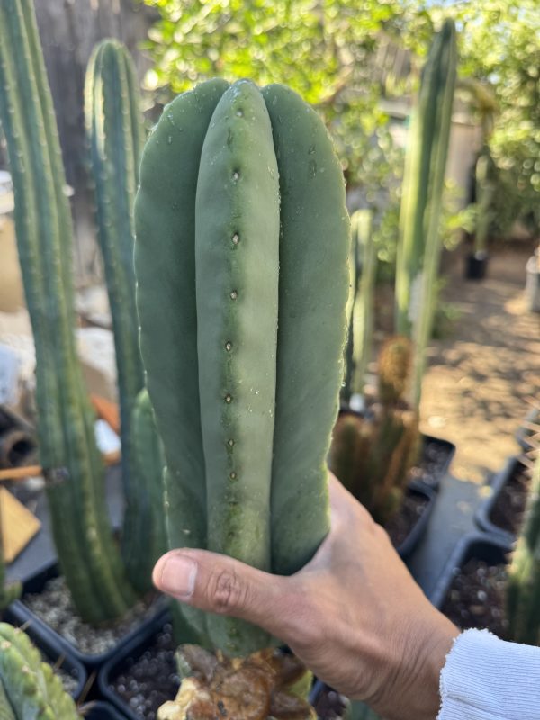 Vege patch x hulk scop