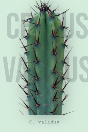 Cereus validus