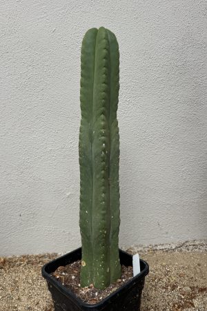 Worm x Zed’s scop #2