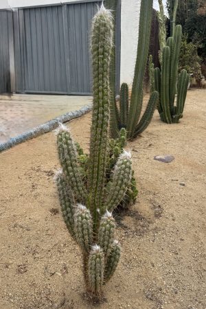 Oreocereus fossulatus