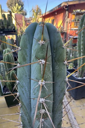 Capital Cactus x Rosei #2