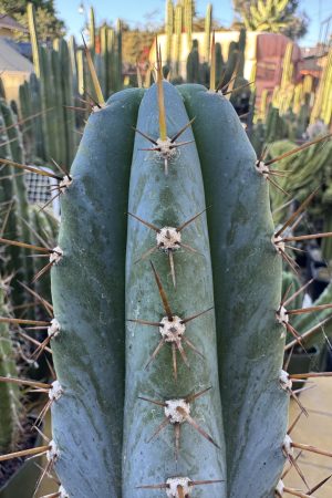 Capital Cactus x Rosei #2