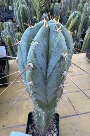 (Psycho0 x Rosei 1) x Sharxx blue