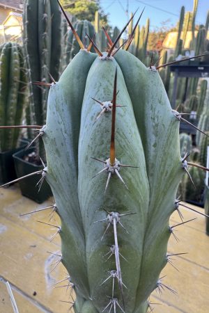 (Psycho0 x Rosei 1) x Sharxx blue