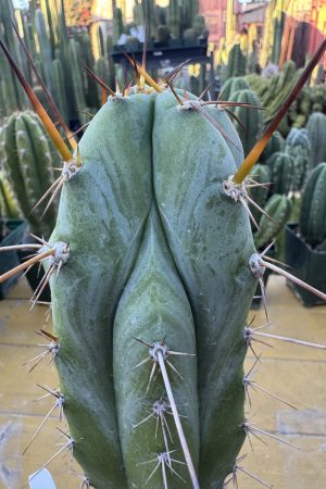 (Psycho0 x Rosei 1) x Sharxx blue