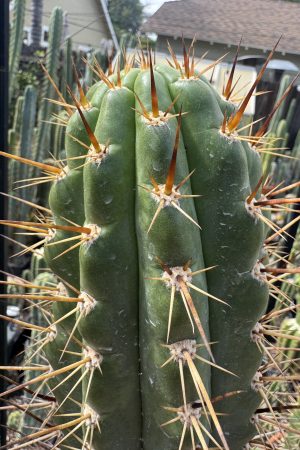 KK337 T. tulhuayacensis