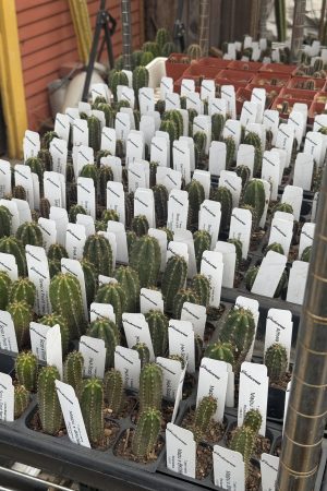 Mystery Box Small Seedlings