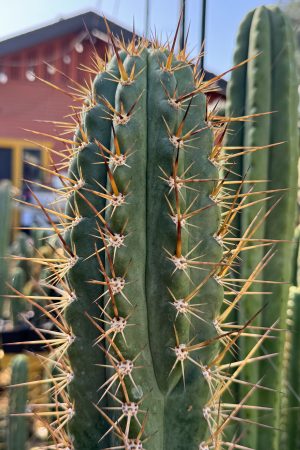 KK337 T.  tulhuayacensis