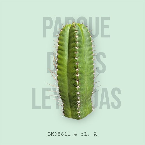 Parque De Las Leyendas BK08611.4 clone A - Prickocereus