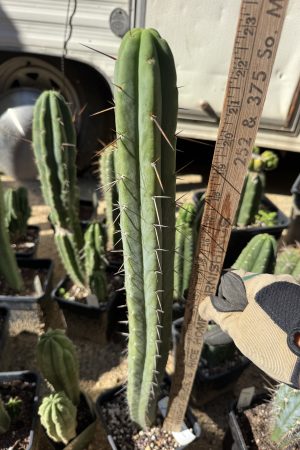 Oceanside02 x Cheetah