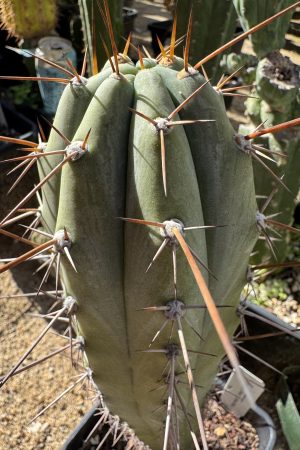 (Psycho0 x Rosei 1) x Sharxx blue