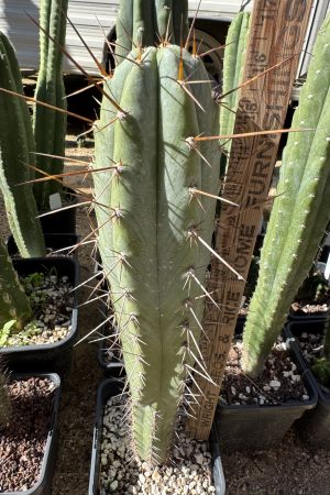 (Psycho0 x Rosei 1) x Sharxx blue