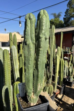 Monstrose MP Scop x TPC