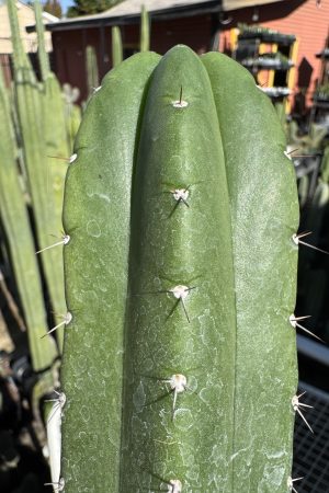 Pierre x John's Jamon