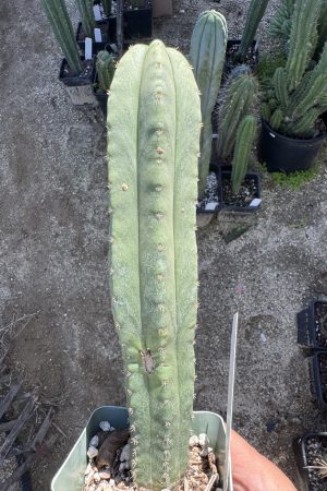 Pierre x John's Jamon