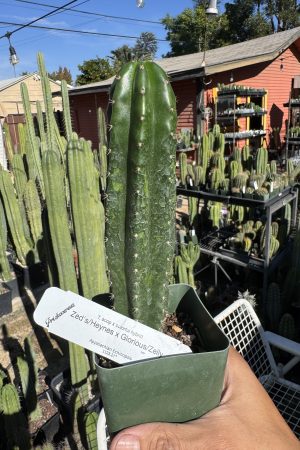 Zed'sHeynes x Glorious/Zelly