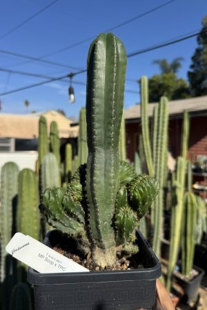 Monstrose MP Scop x TPC