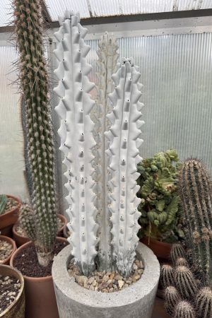 Stenocereus beneckei inermis