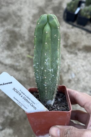 SCG16 x Cotton Candy