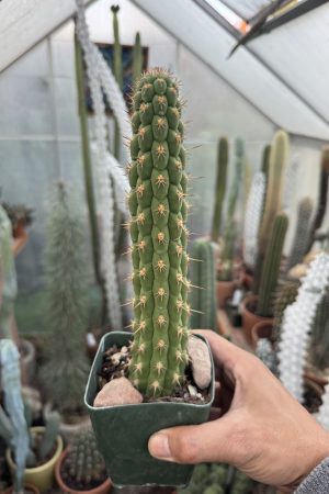 Loxanthocereus sulcifer