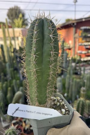 (Whiora x Pach) T. chilo longispinus