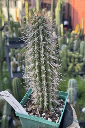 Eulychnia breviflora