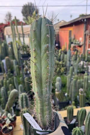 Rosei #1 x Sharxx Blue